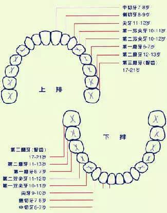 牙齒大面相|面相大全——牙齒